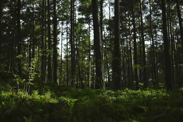 Naturreservat Hirschgehege Hjorthagen